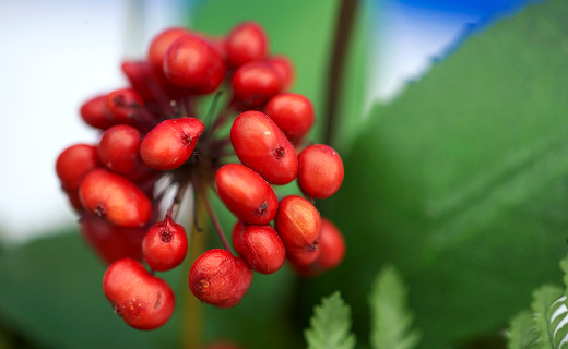 구기자 열매 이미지